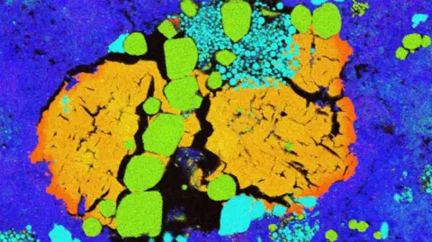 Natural History Museum/Tobias Salge Scanning electron microscope image showing different minerals in a small sample of Bennu. The different minerals are shown in different colours. There are large orange areas on a background of deep blue, and on top smaller bright green areas, mostly in a line to the left of the picture. Clumps of smaller dots of turquoise can also be seen.