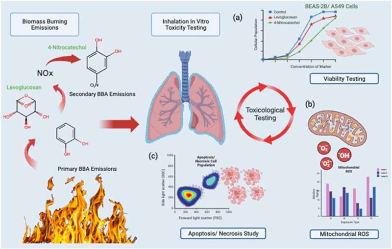 Graphical abstract. Credit: Environmental Pollution (2024). DOI: 10.1016/j.envpol.2024.125173 Aged biomass emissions could pose greater risk to lungs than fresh wildfire smoke, study finds