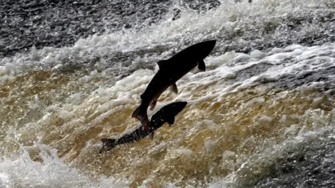 PA Atlantic Salmon make their way up stream by jumping. Two salmon are visible against rushing water.