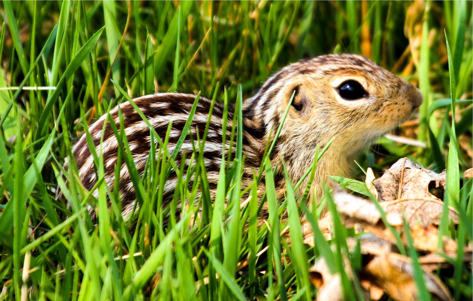 Squirrel grass and leaf