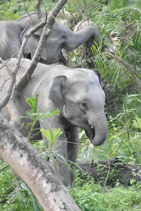 Falko Steinbach/APHA Two wild Asian elephants, in a lush green forest, feed on leaves.  