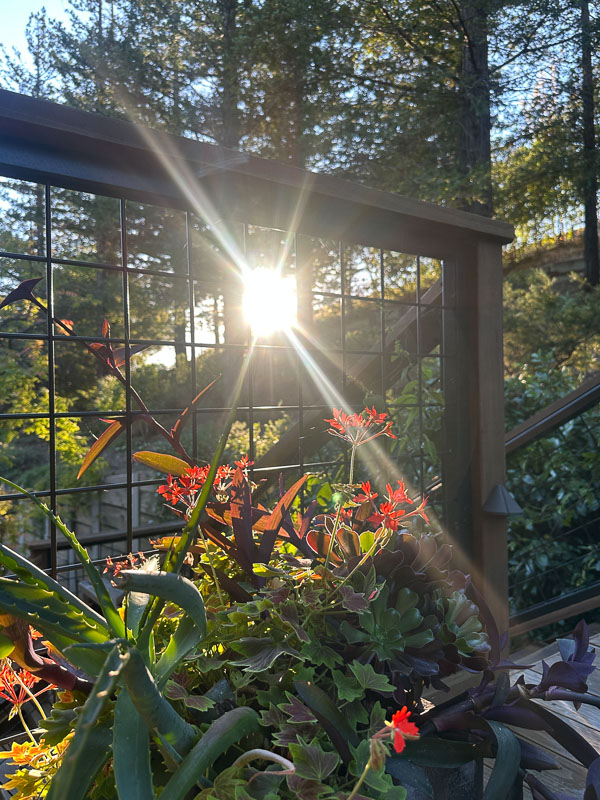 My Everyday Life Week 44 of 2025- Tracy Benjamin of Shutterbean.com