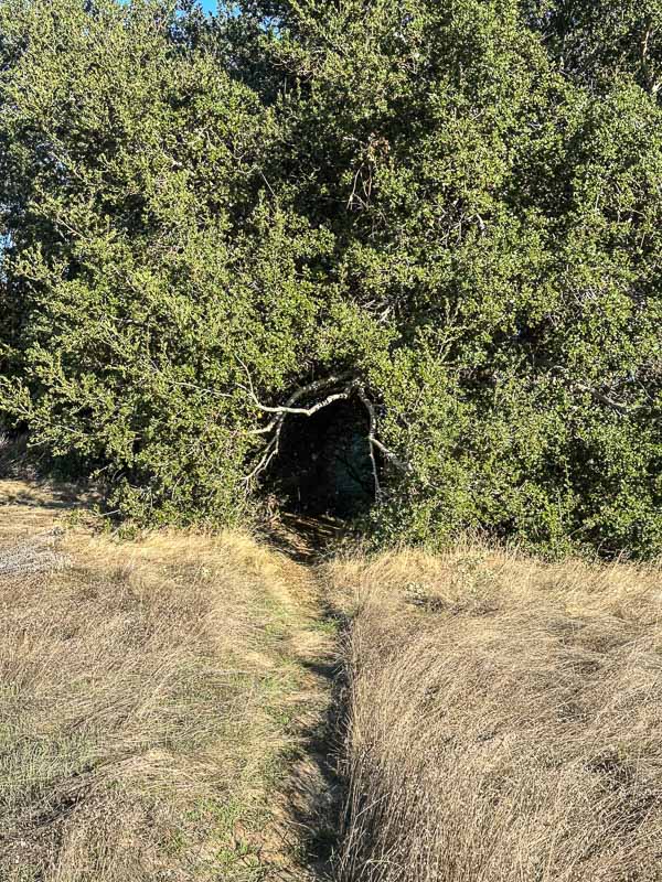 My Everyday Life Week 44 of 2025- Tracy Benjamin of Shutterbean.com