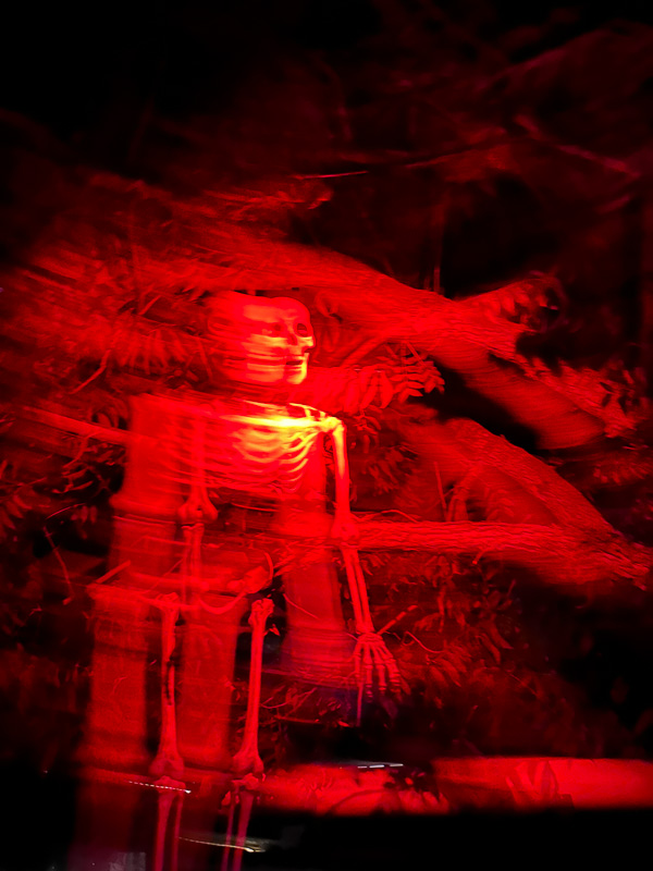 My Everyday Life Week 44 of 2025- Tracy Benjamin of Shutterbean.com