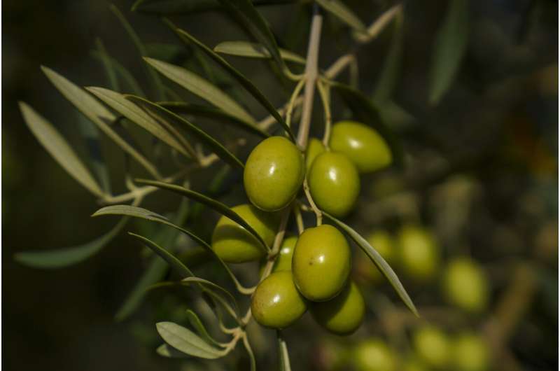 Very dense olive orchards thrive on less fertilizer