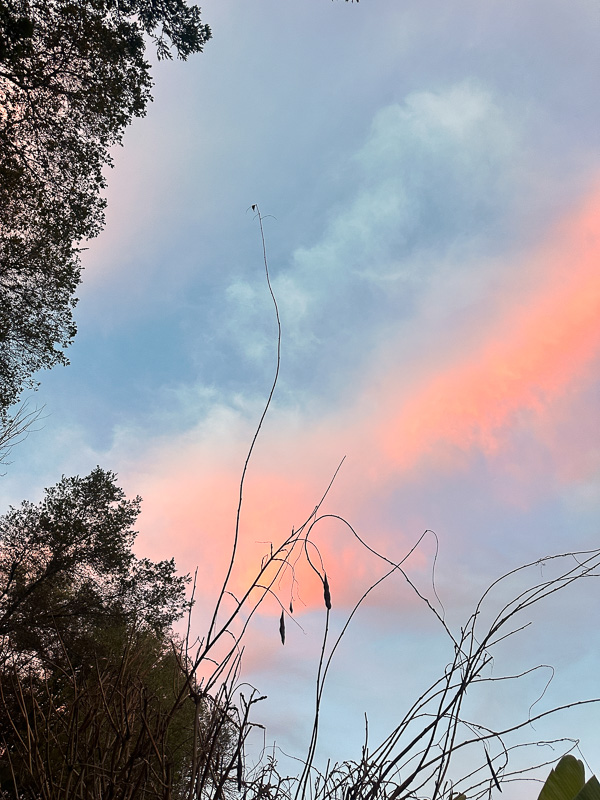 My Everyday Life Week 03 of 2026- Tracy Benjamin of Shutterbean.com