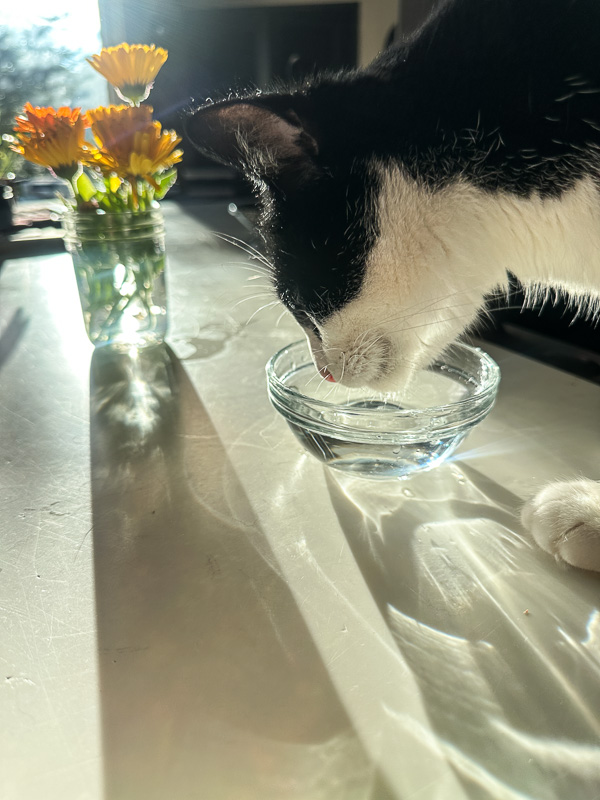 My Everyday Life Week 03 of 2026- Tracy Benjamin of Shutterbean.com